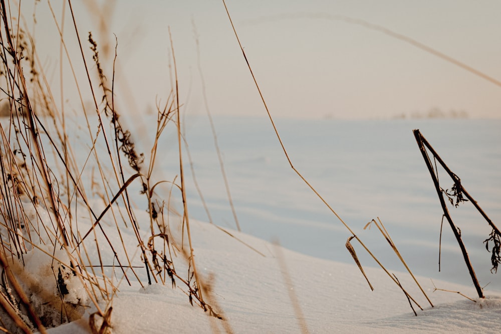 a field covered in snow next to tall grass