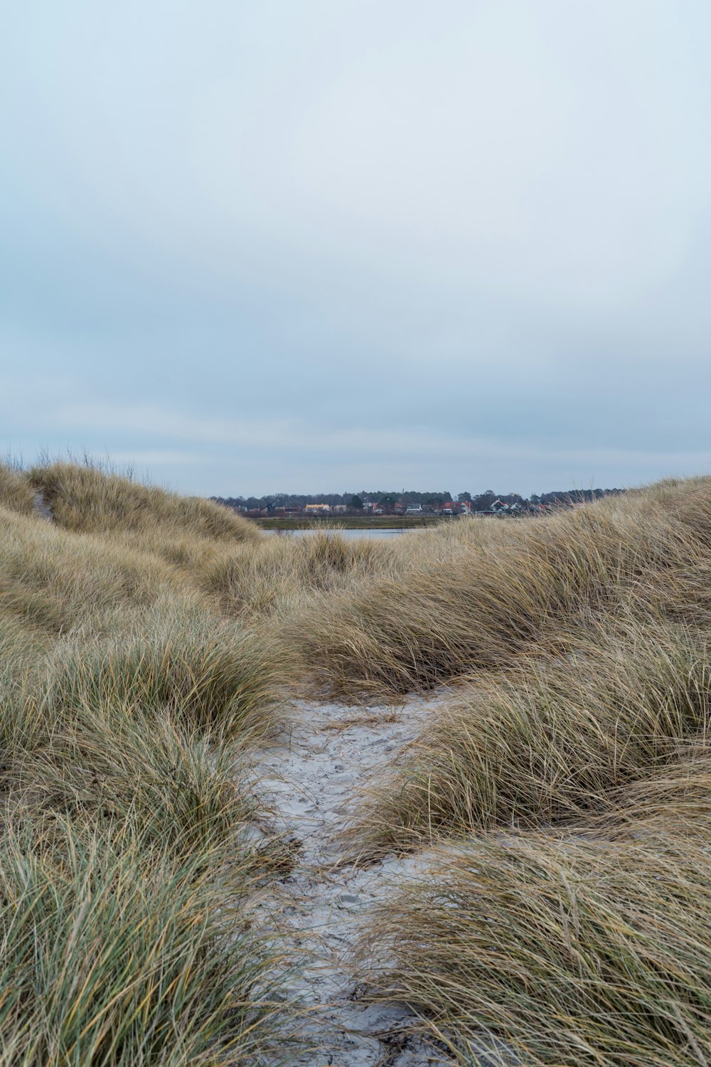 a path through a field of tall grass