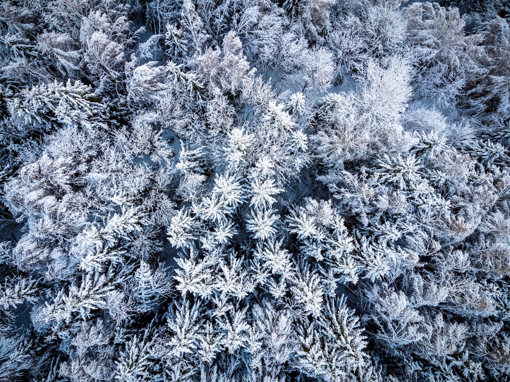 a large group of trees covered in snow