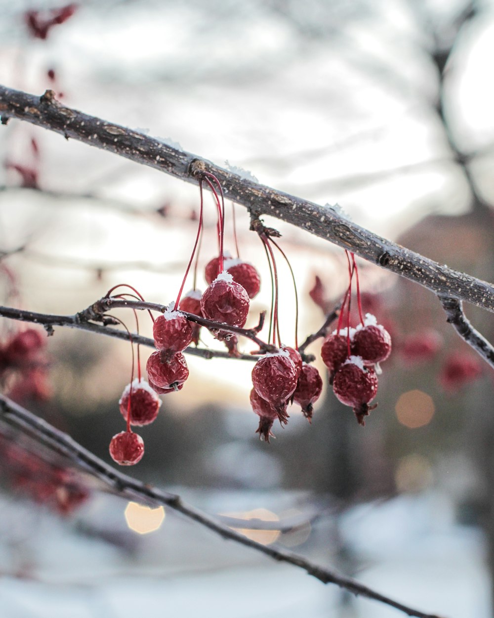 berries are hanging from a tree branch in the snow