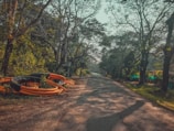 A rural road flanked by lush trees and vegetation, with sunlight filtering through the branches. Large coils of orange pipes are piled on the left side of the road, creating a contrast with the natural surroundings. The road narrows as it recedes into the distance, framed by an arch of leaning trees.