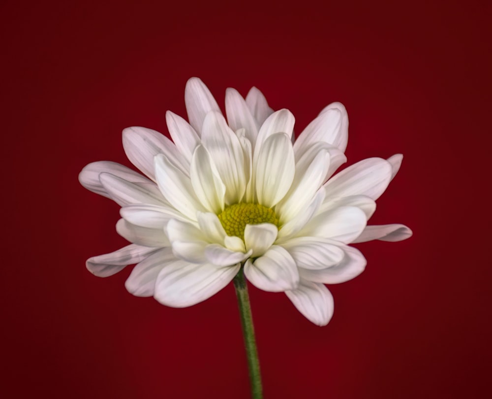 a white flower with a green center on a red background