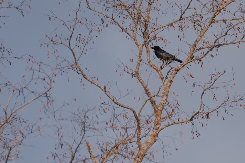 a black bird sitting on top of a tree branch