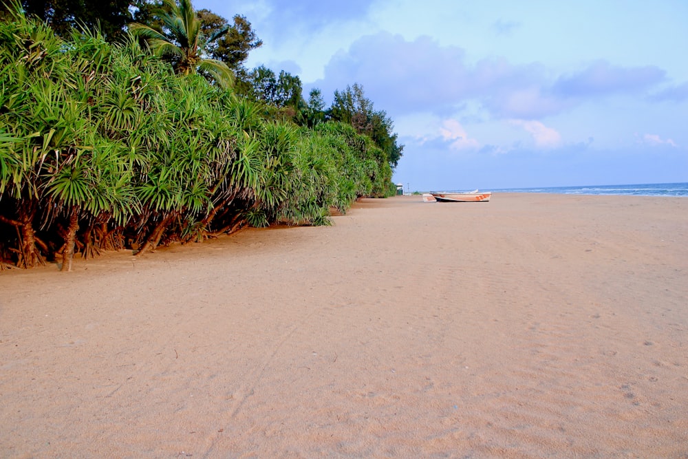 a beach with a row of trees and a boat in the distance