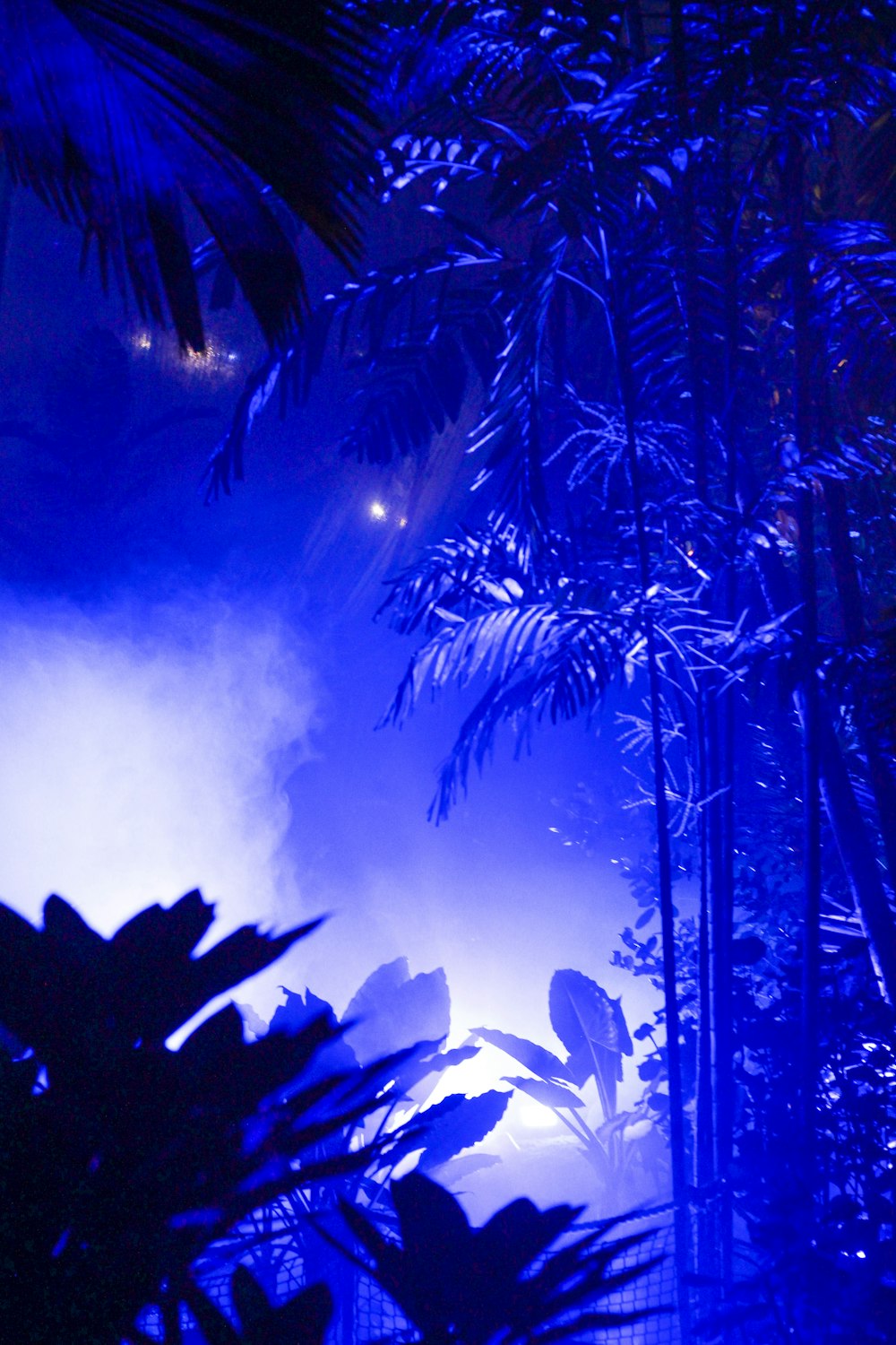 Foto zum Thema Ein blaues Licht scheint durch die Bäume – Kostenloses Bild  zu Eden-Projekt auf Unsplash