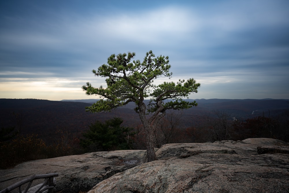 a lone pine tree on top of a large rock