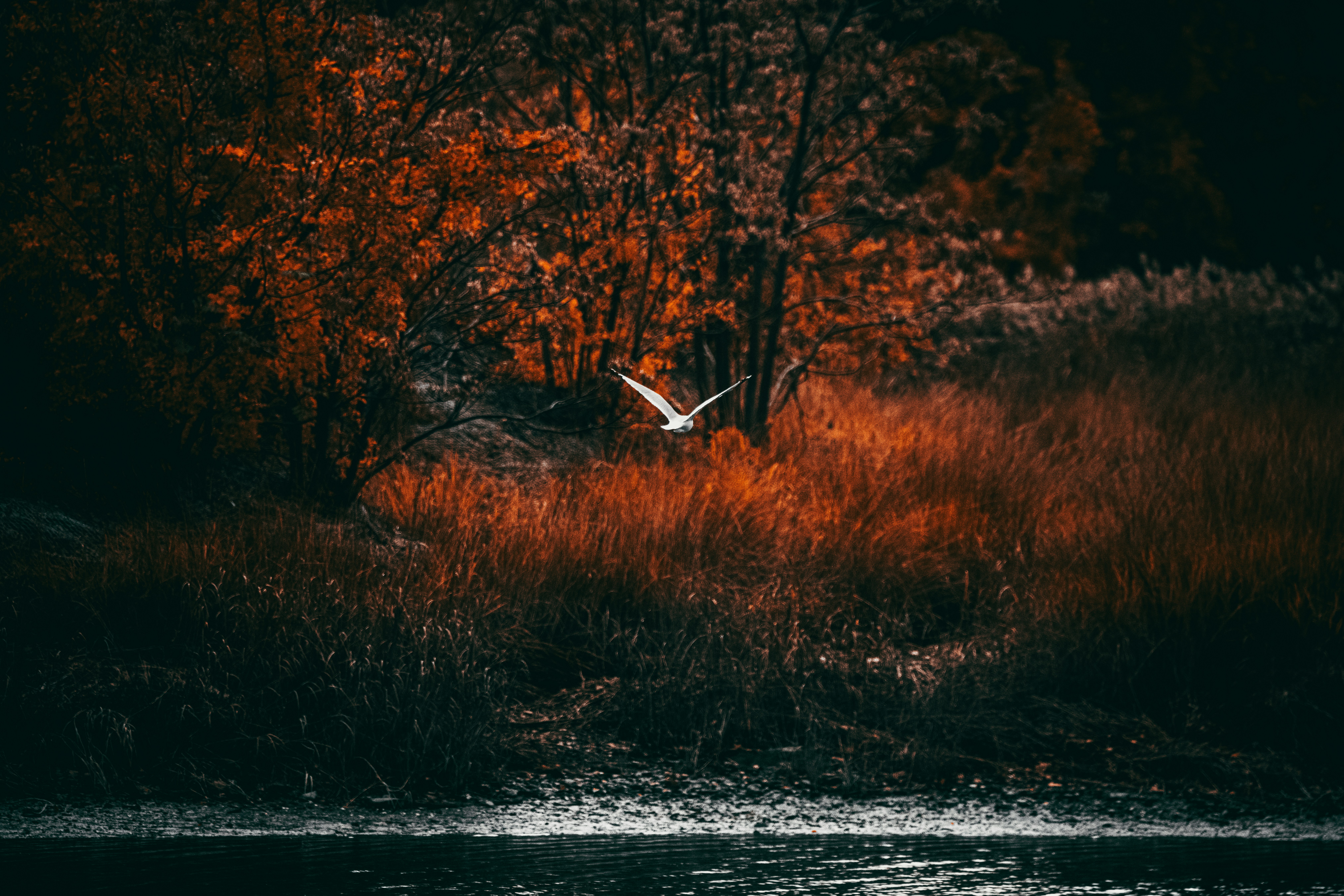 a white bird flying over a body of water, 