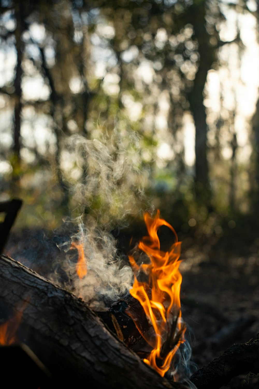 a close up of a fire in a forest