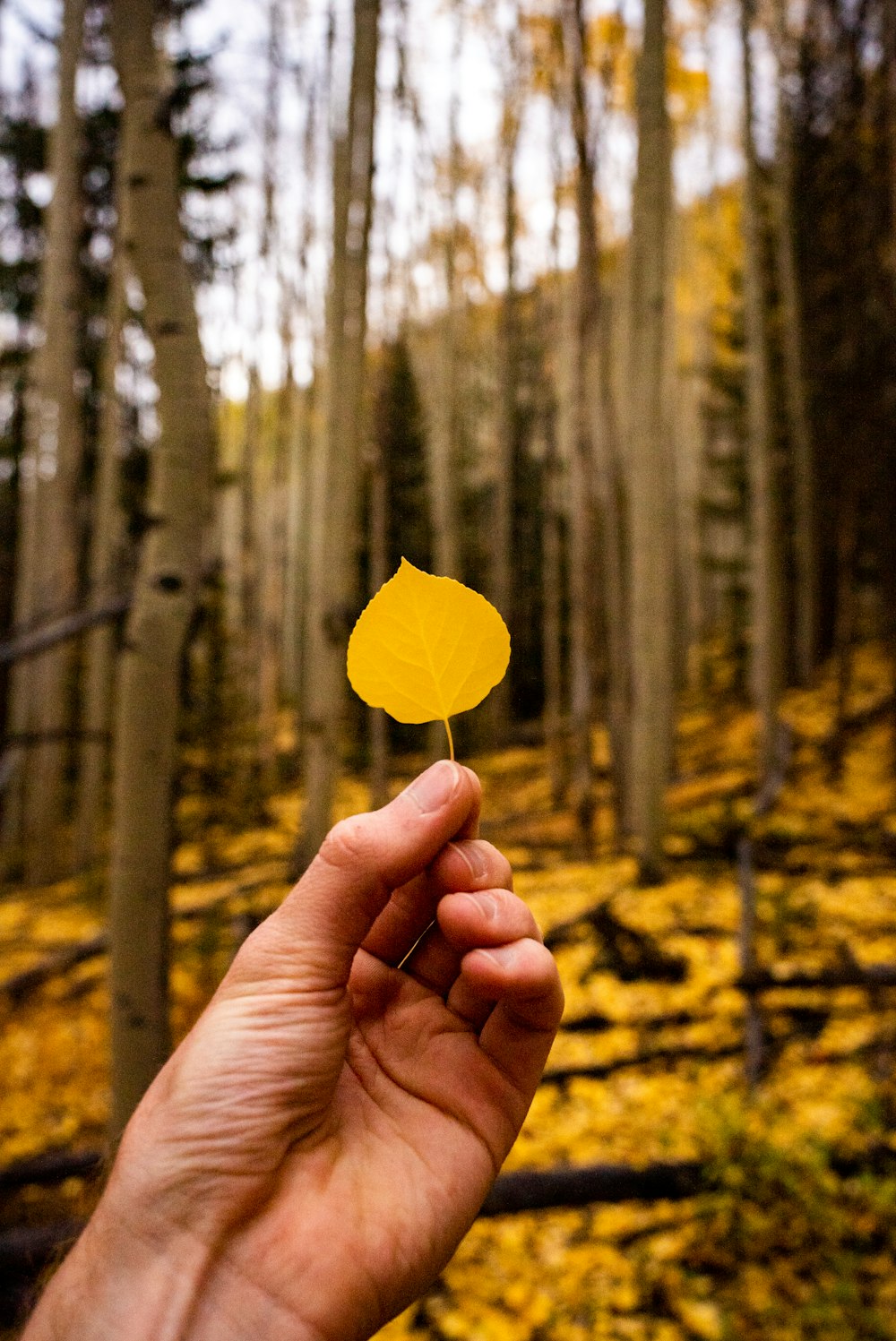 a hand holding a yellow leaf in a forest