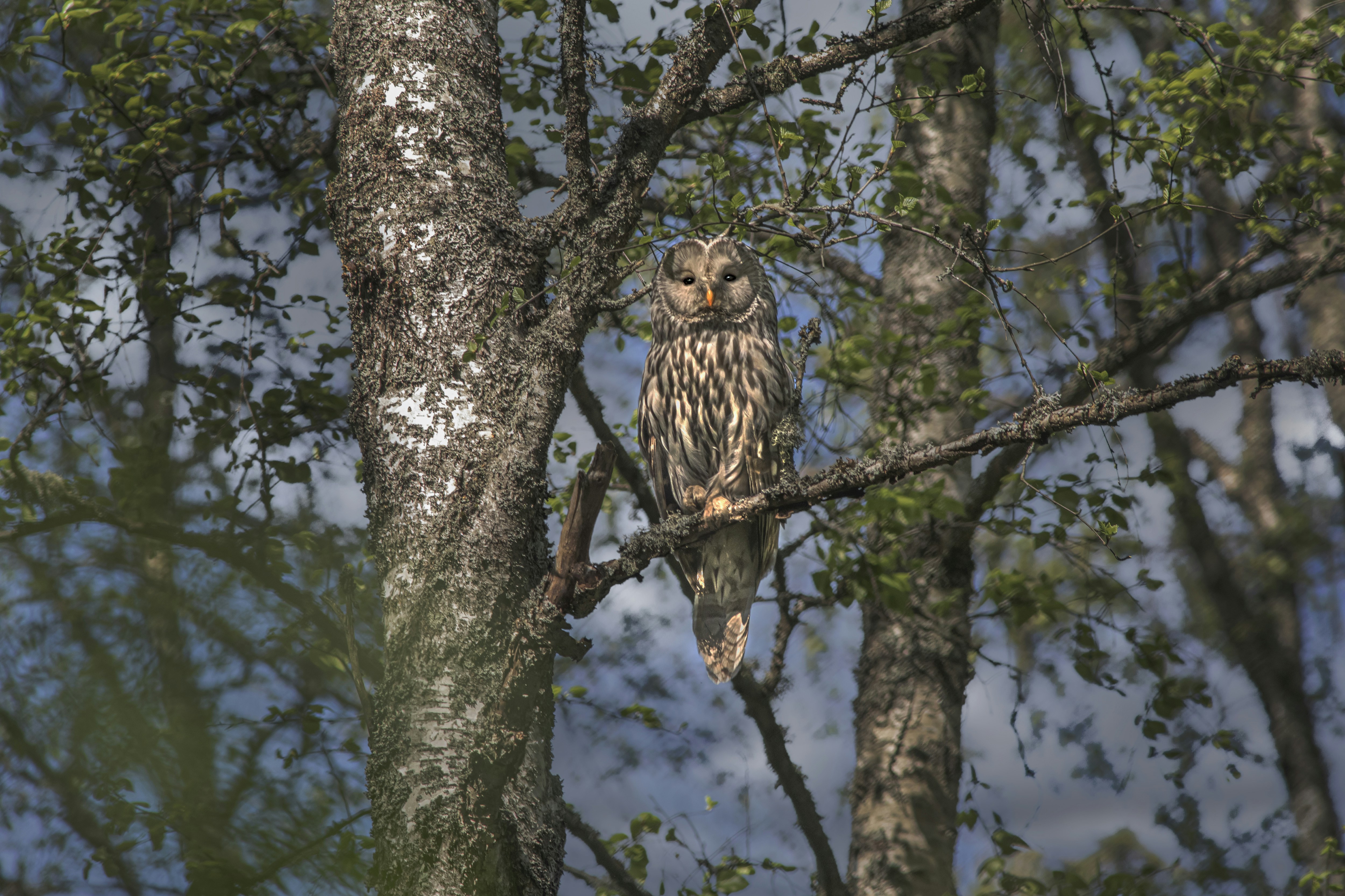 Photo by erik_karits