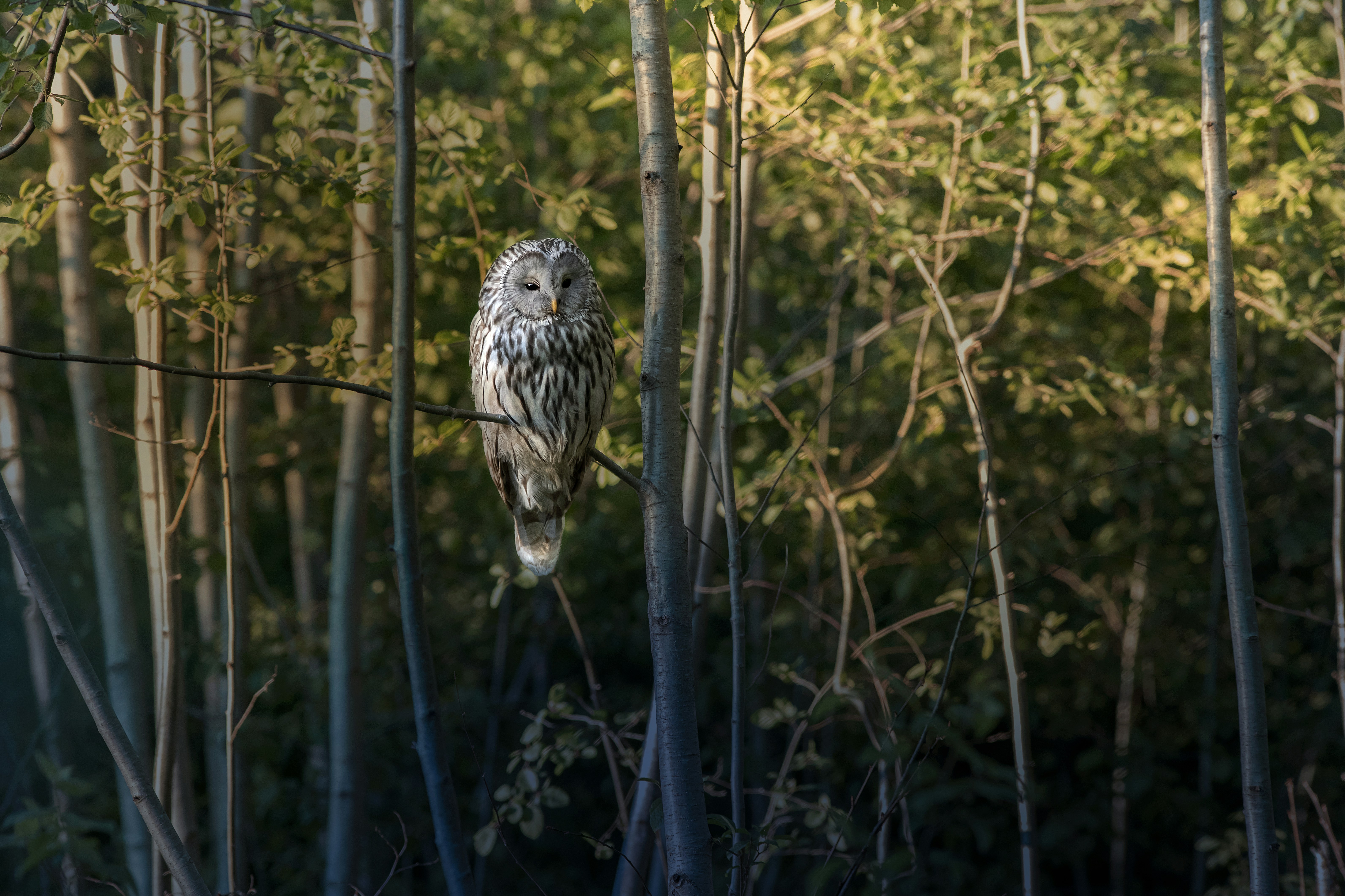 Photo by erik_karits