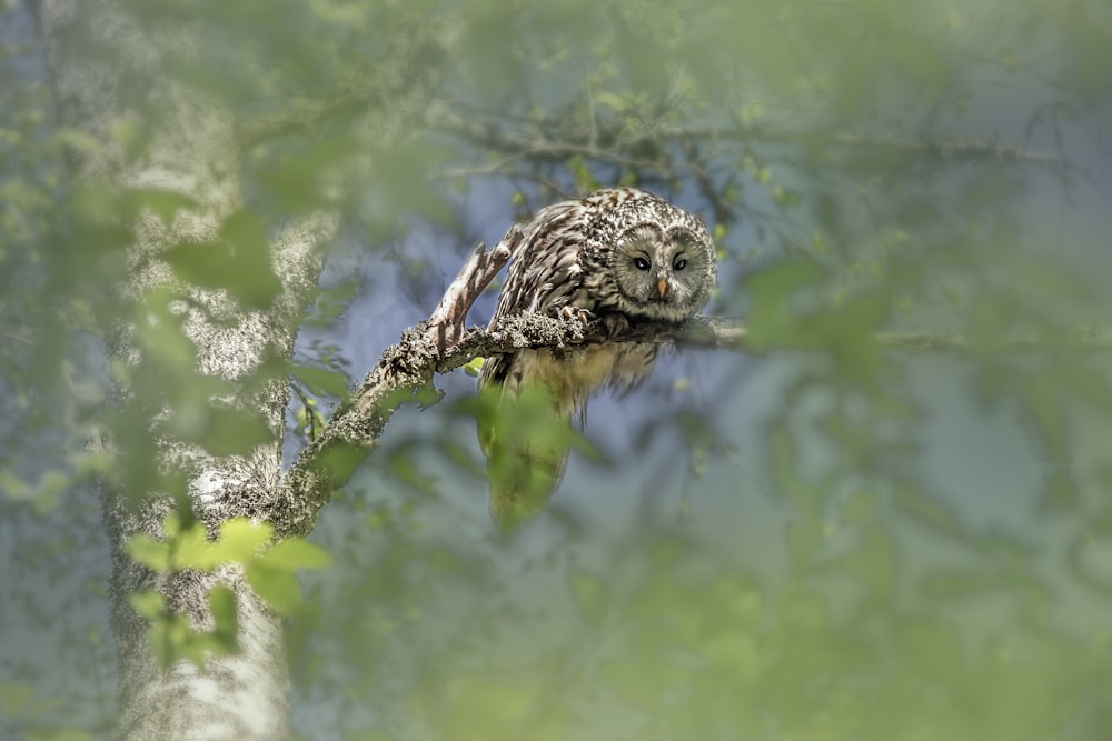 Ein Vogel, der im Wasser schwimmt