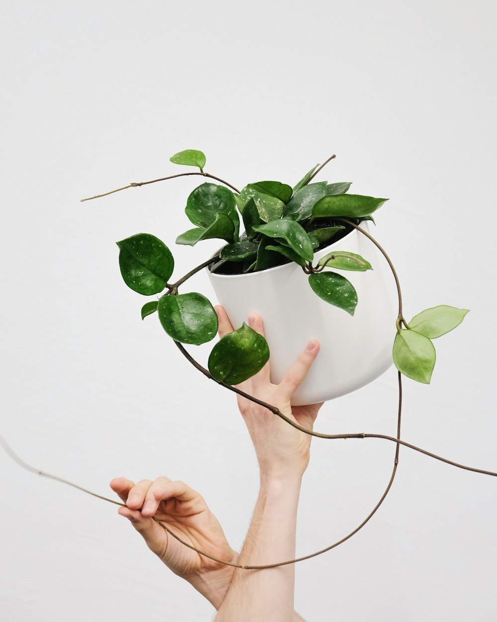 a person holding a plant in a white pot