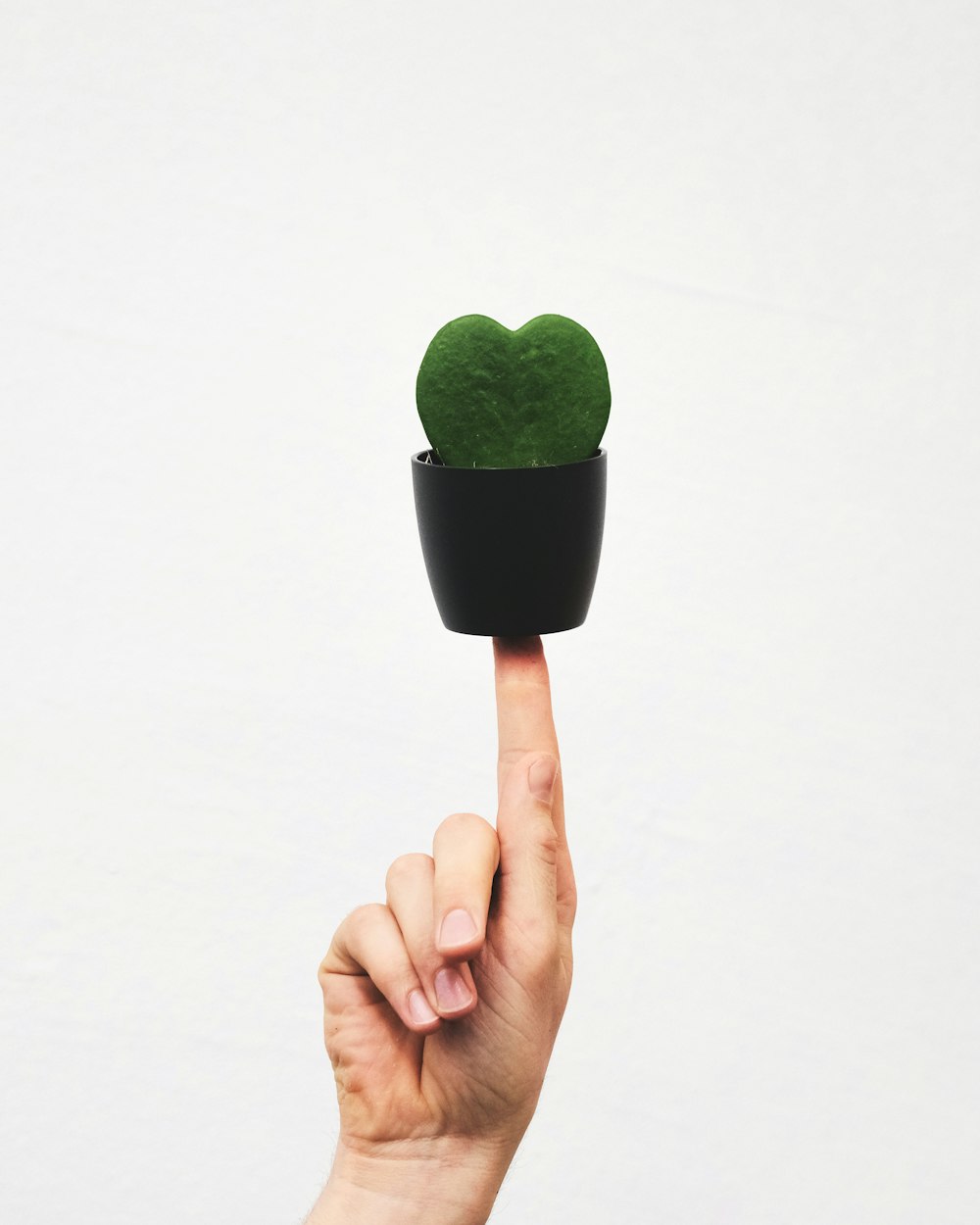 a hand holding a small green plant in a black pot