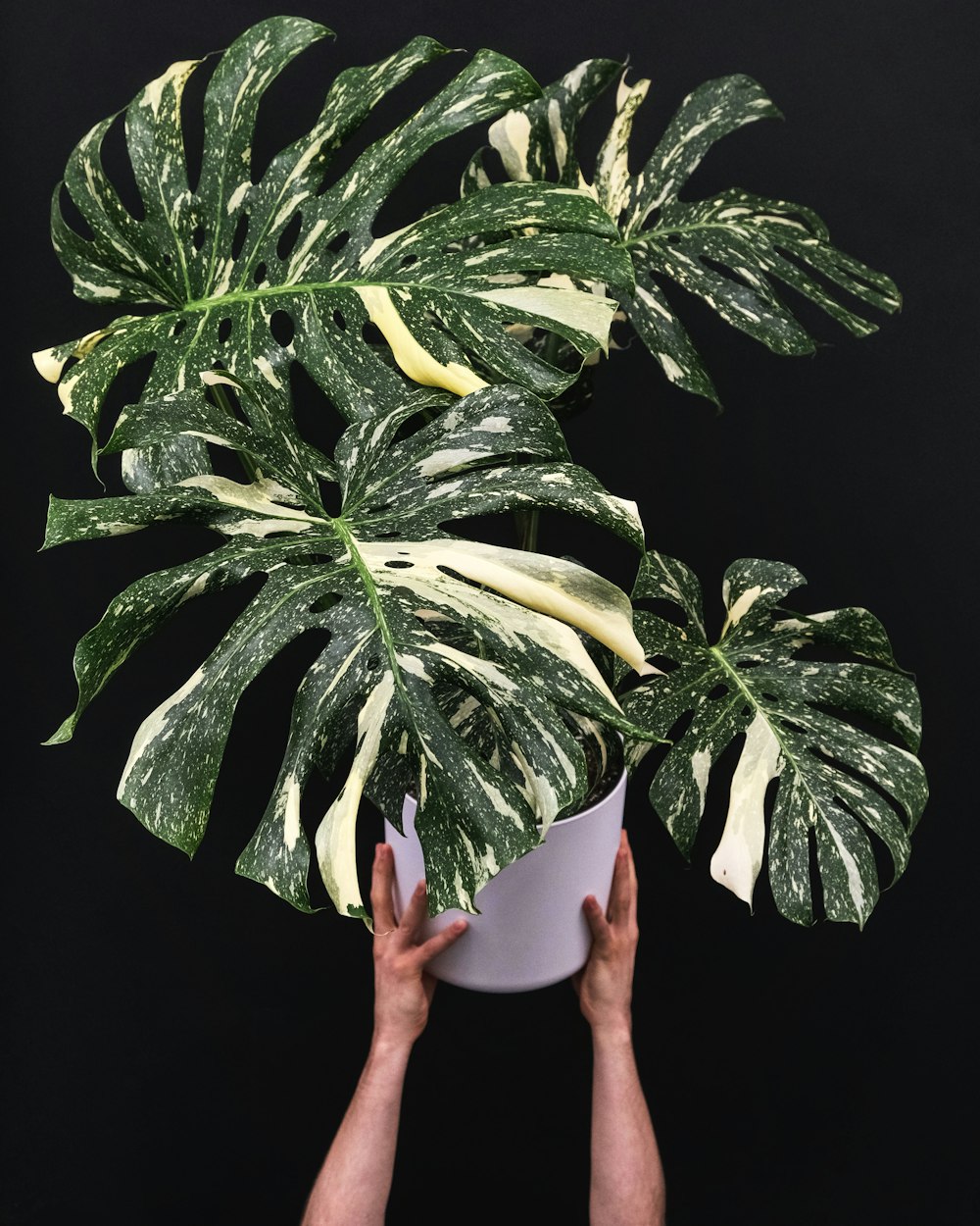 Una persona sosteniendo una planta en maceta frente a un fondo negro