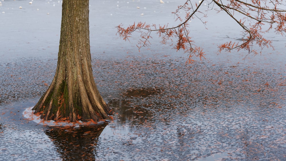 a tree in the middle of a puddle of water