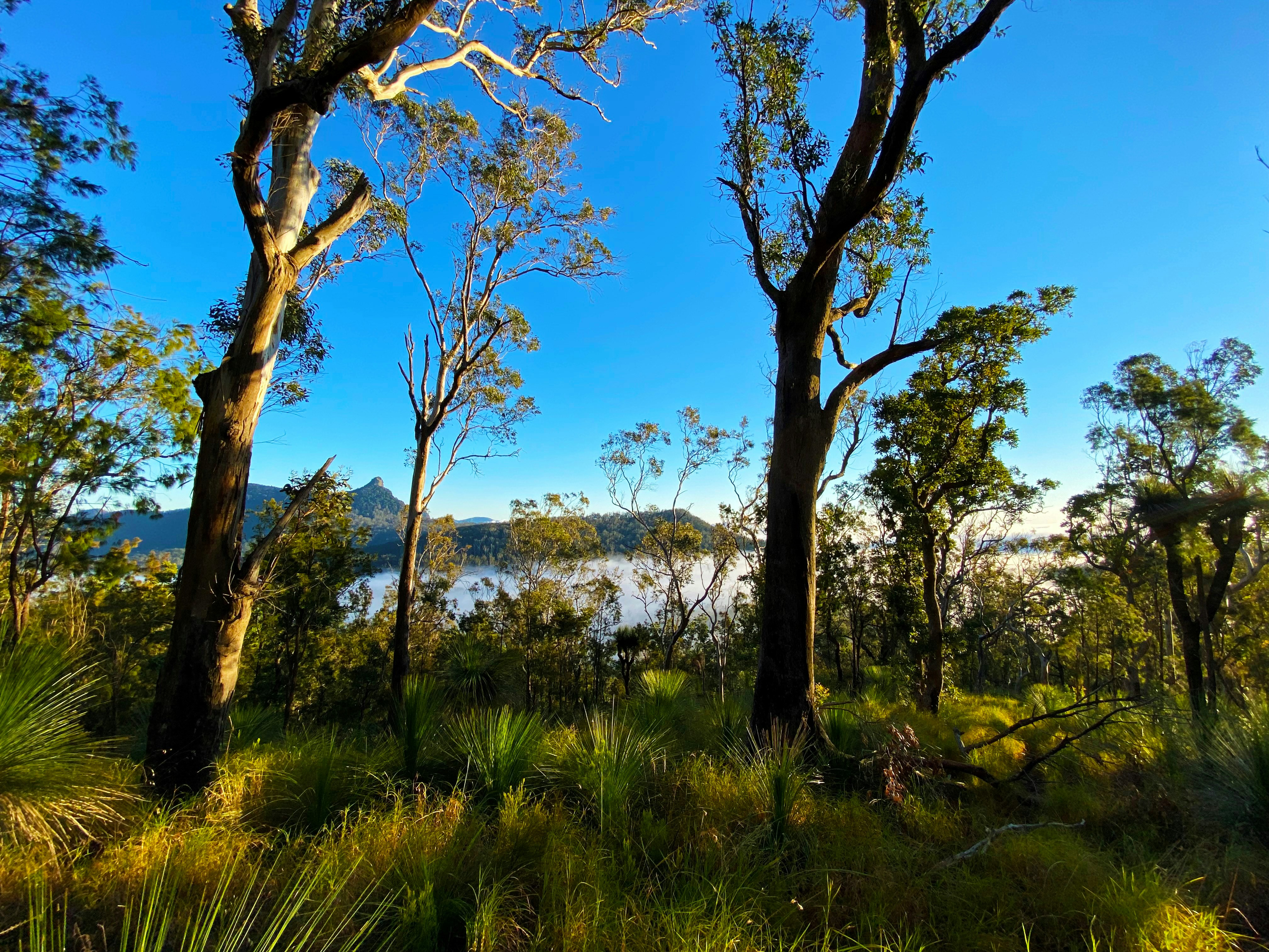 a forest filled with lots of trees next to a lake