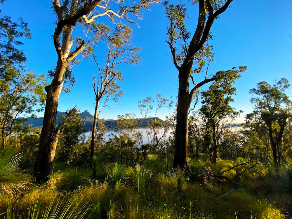 a forest filled with lots of trees next to a lake