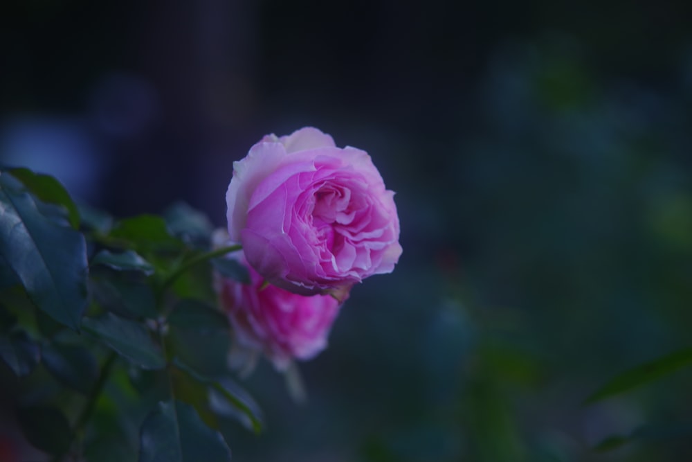 a pink rose is blooming in a garden