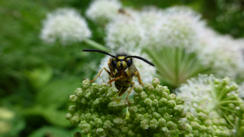 a close up of a bee on a flower