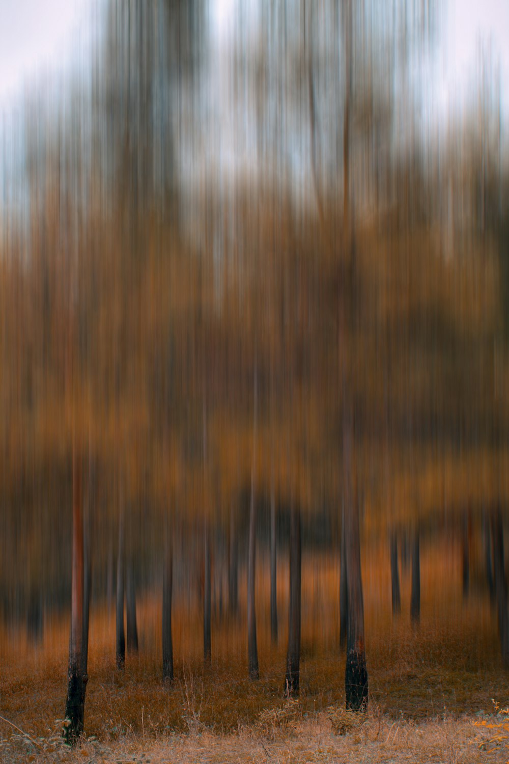 a blurry photo of trees in a forest