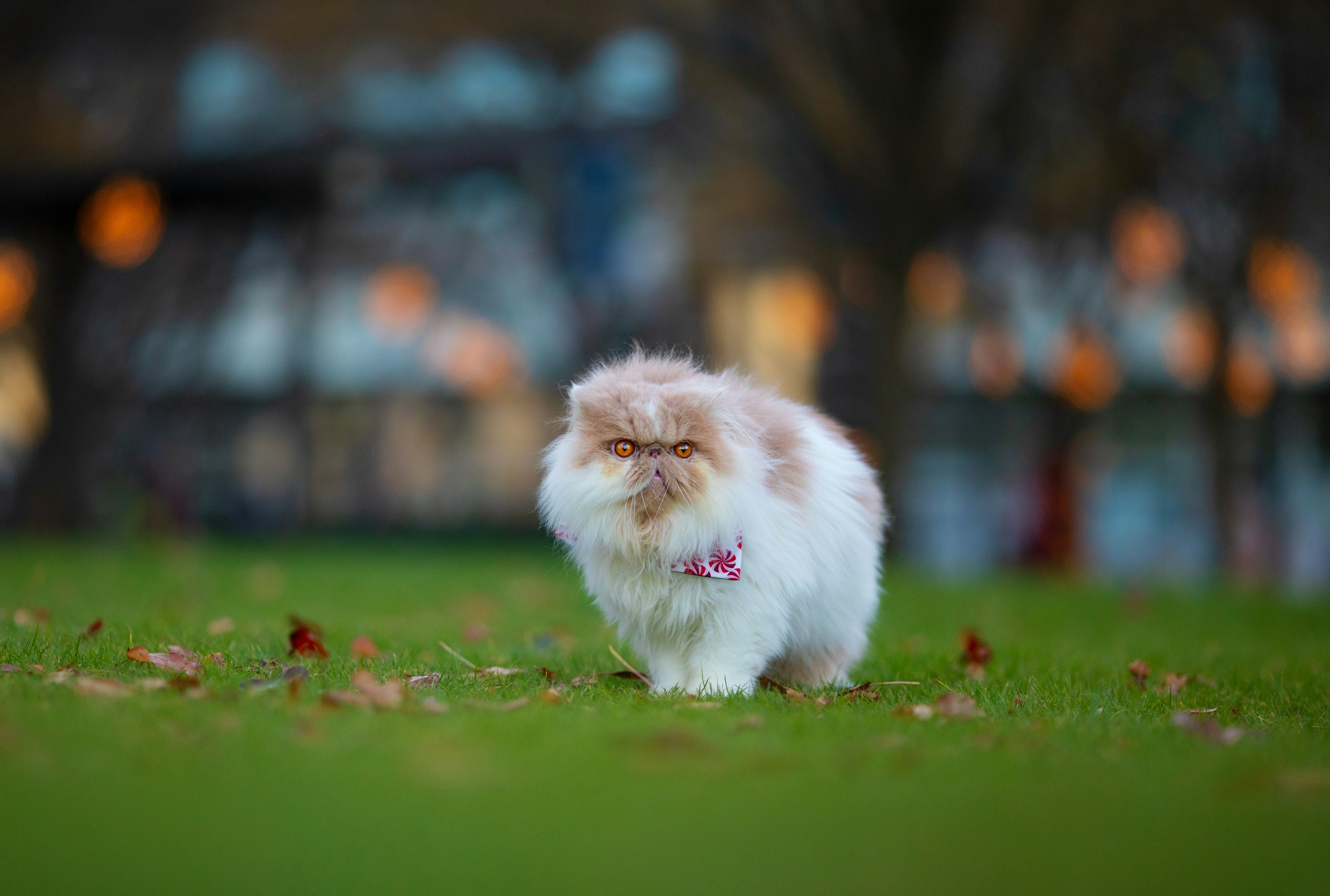 a small white and brown dog standing on top of a lush green field