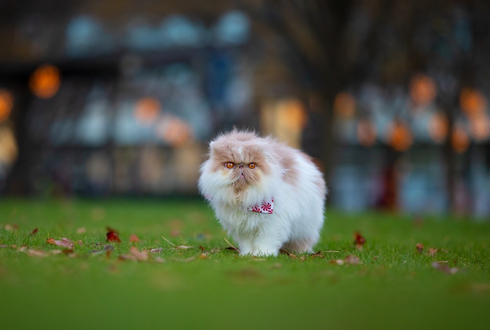 a small white and brown dog standing on top of a lush green field