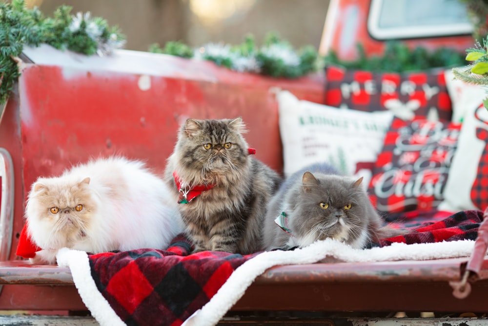 Un grupo de gatos sentados encima de un banco rojo