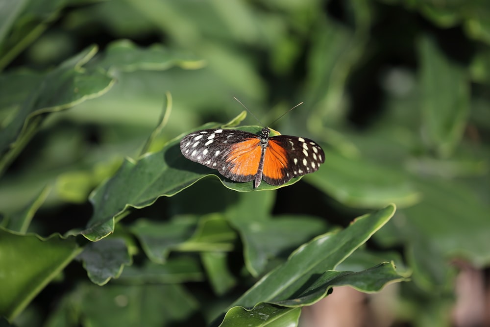 an orange and black butterfly sitting on top of a green plant