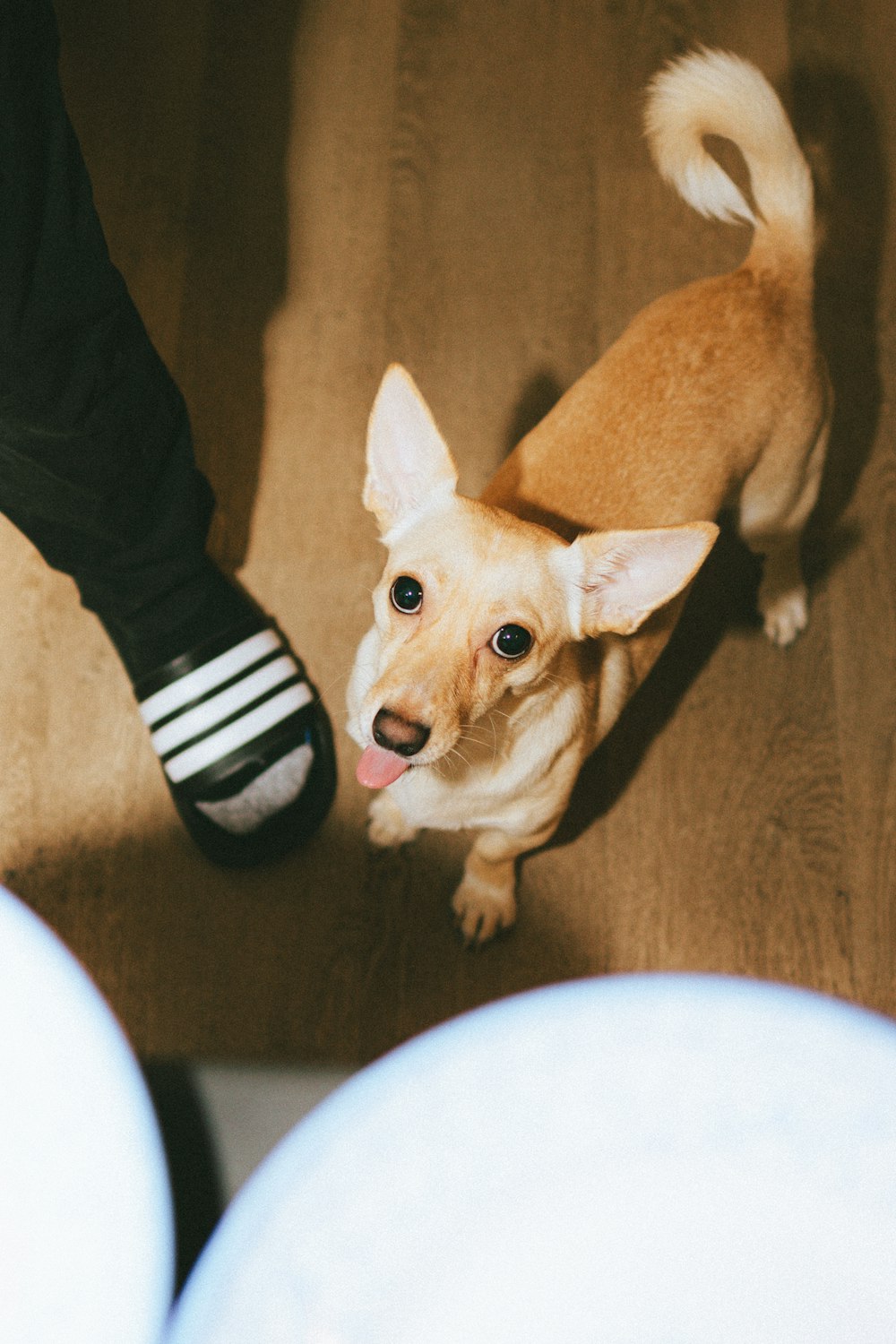 a small brown dog standing next to a persons feet