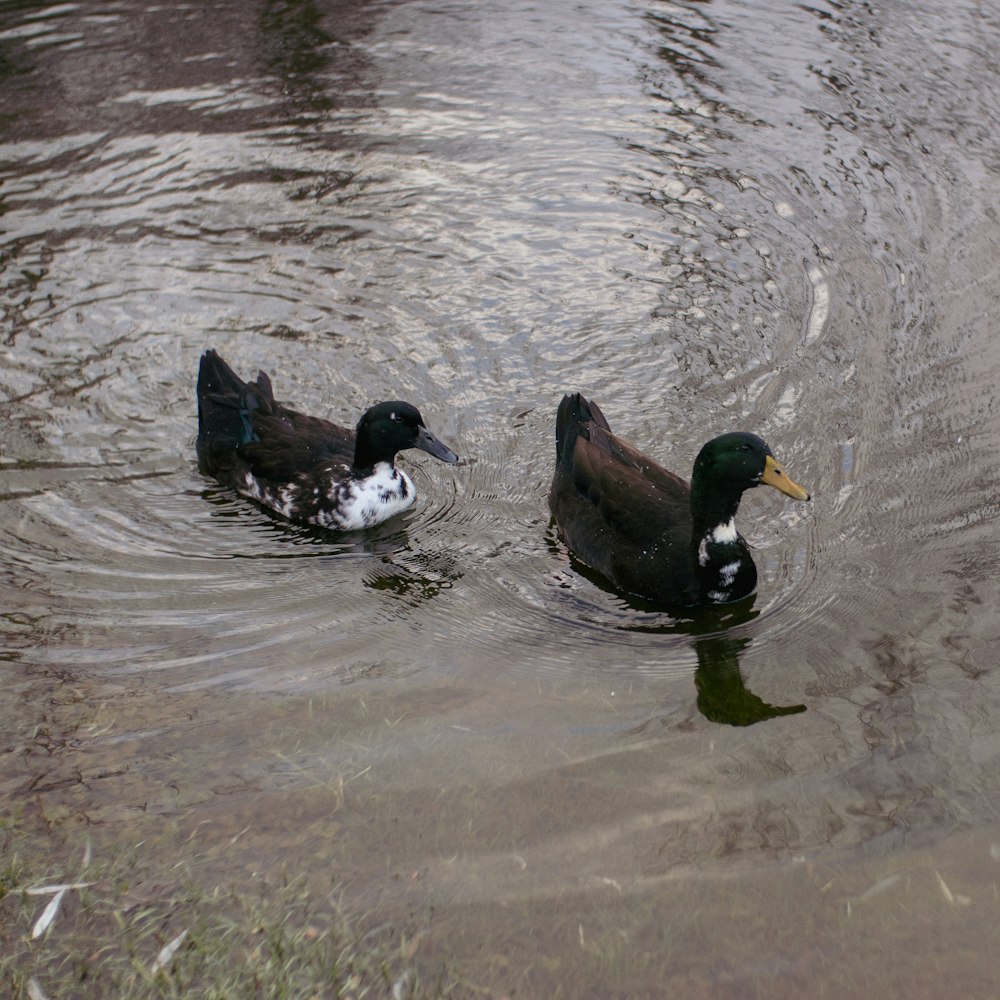 two ducks are swimming in a body of water