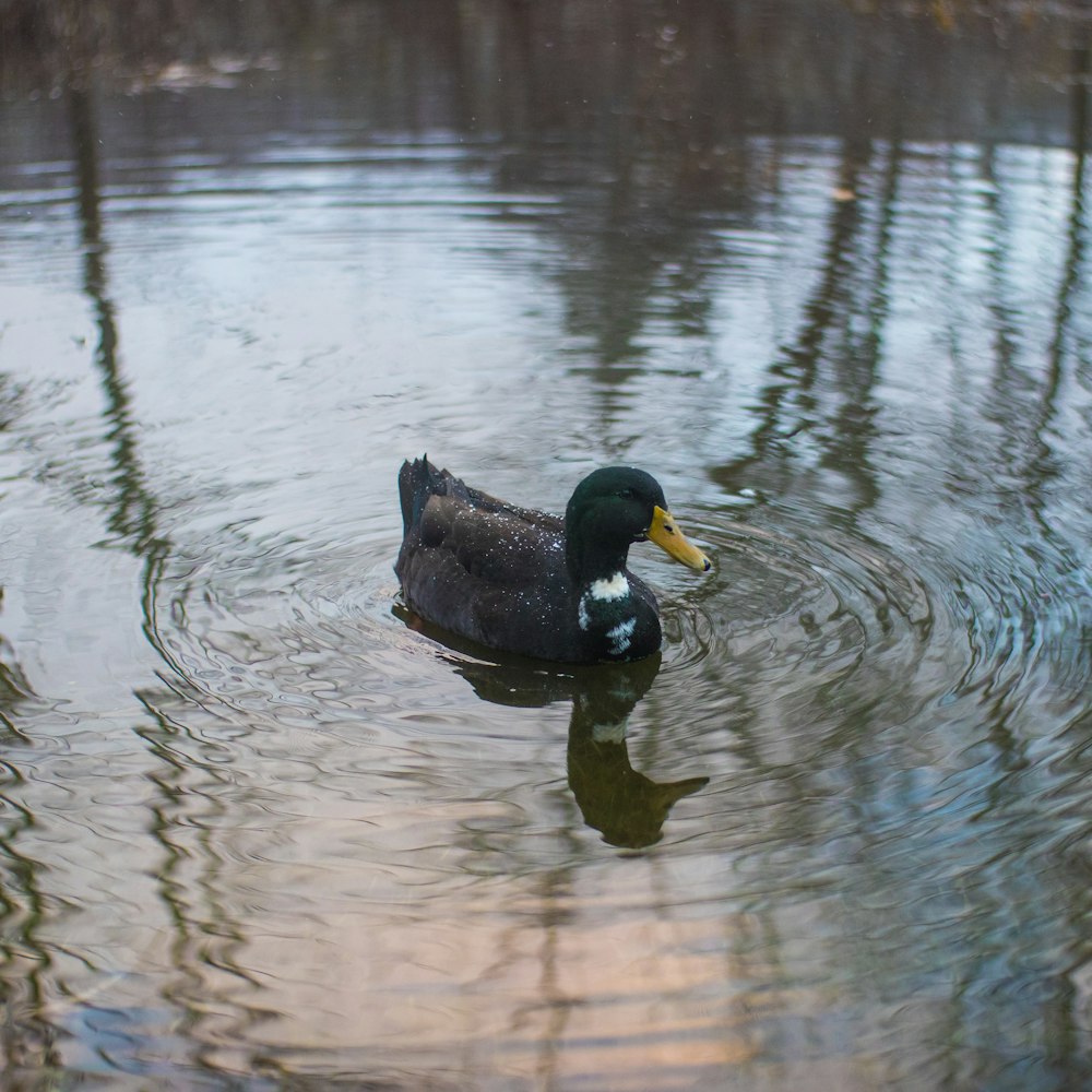 a duck floating on top of a body of water