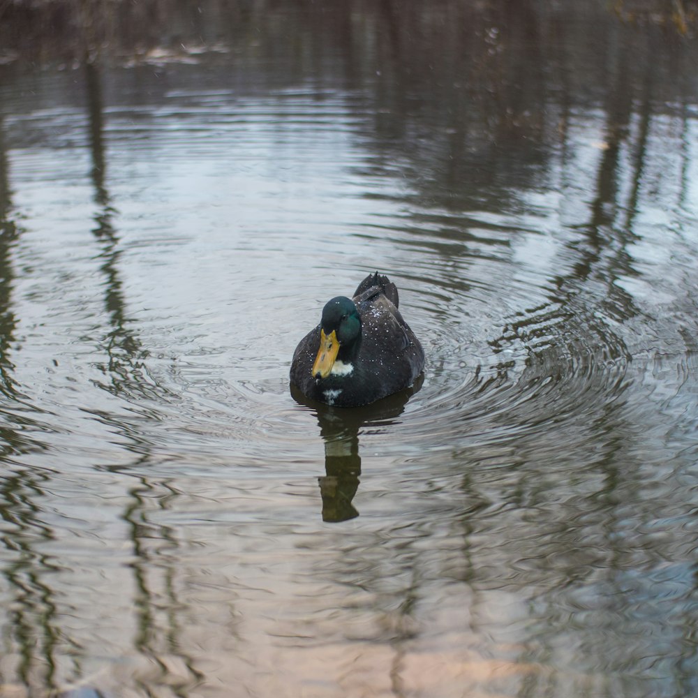 a duck floating on top of a body of water