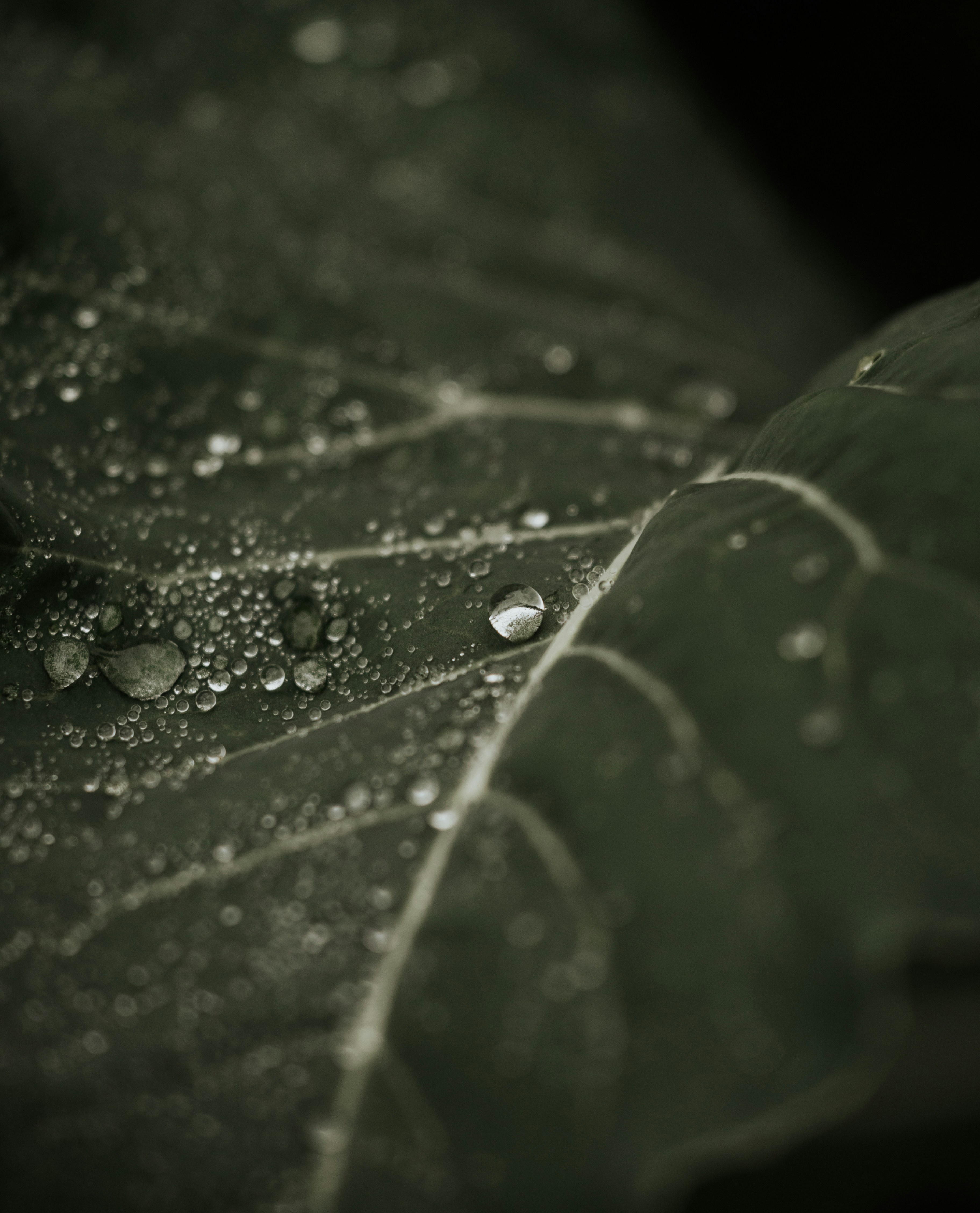 Photo by jeffersonsees