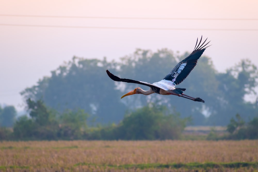 a large bird flying over a dry grass field