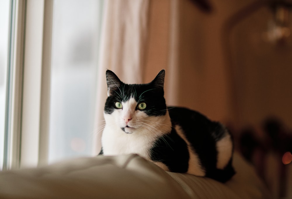 a black and white cat sitting on top of a bed