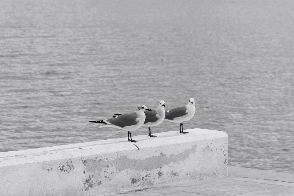 three seagulls are sitting on a ledge near the water