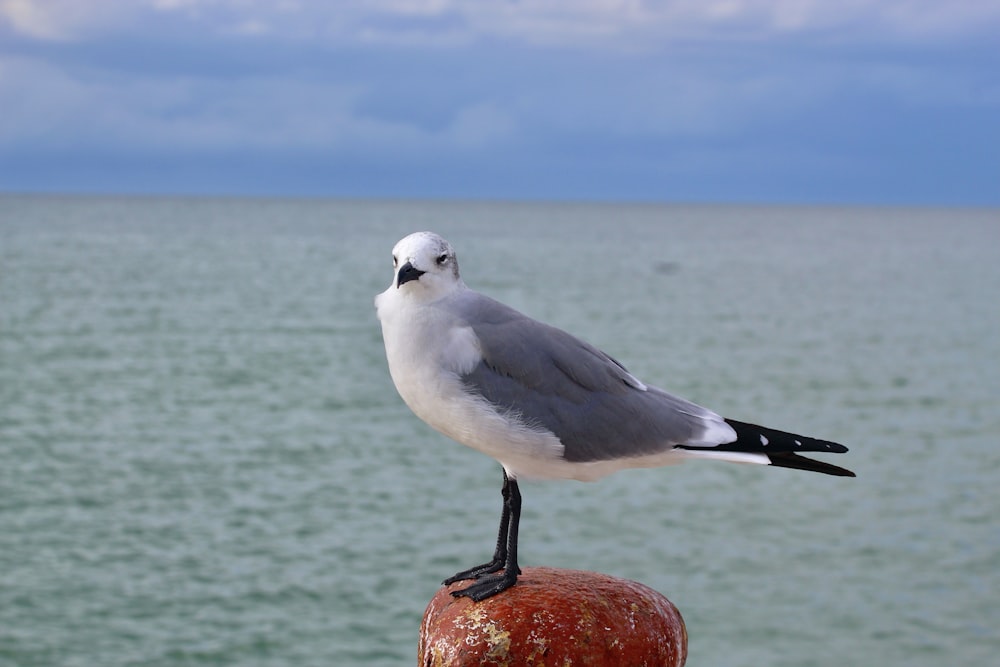 a seagull sitting on top of a pole next to the ocean