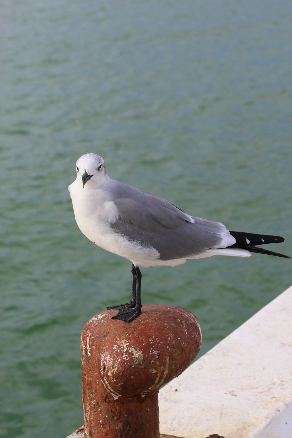 uma gaivota sentada em cima de um poste enferrujado ao lado de um corpo