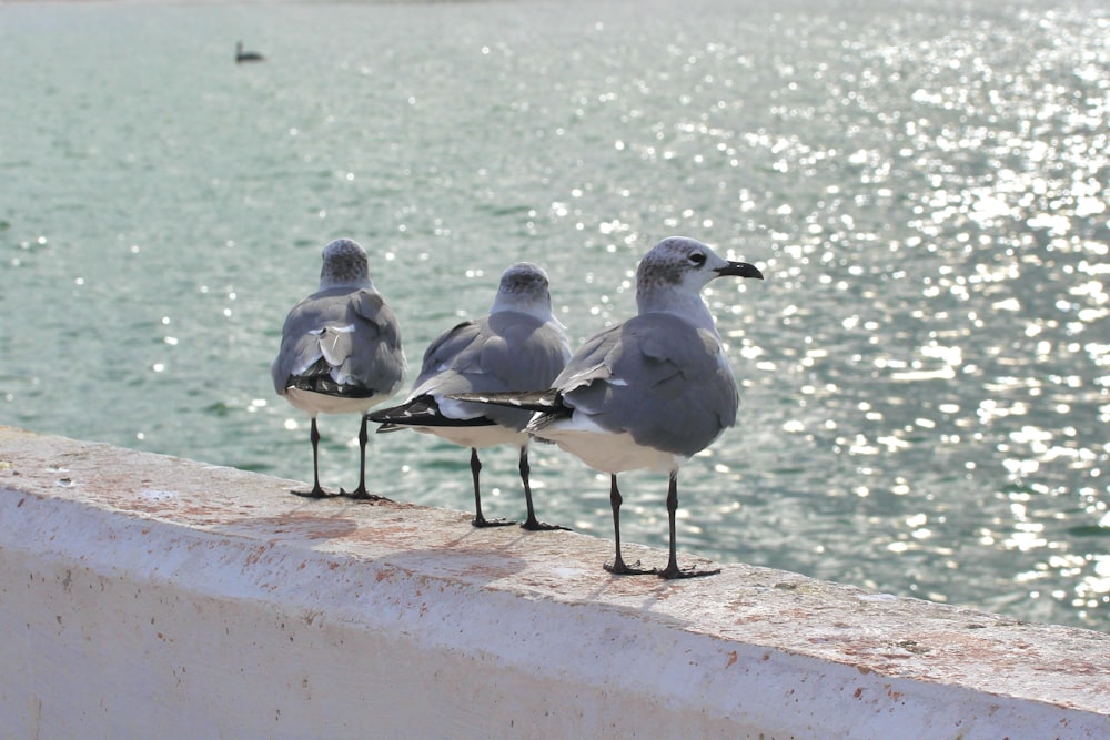 three seagulls are standing on a ledge near the water