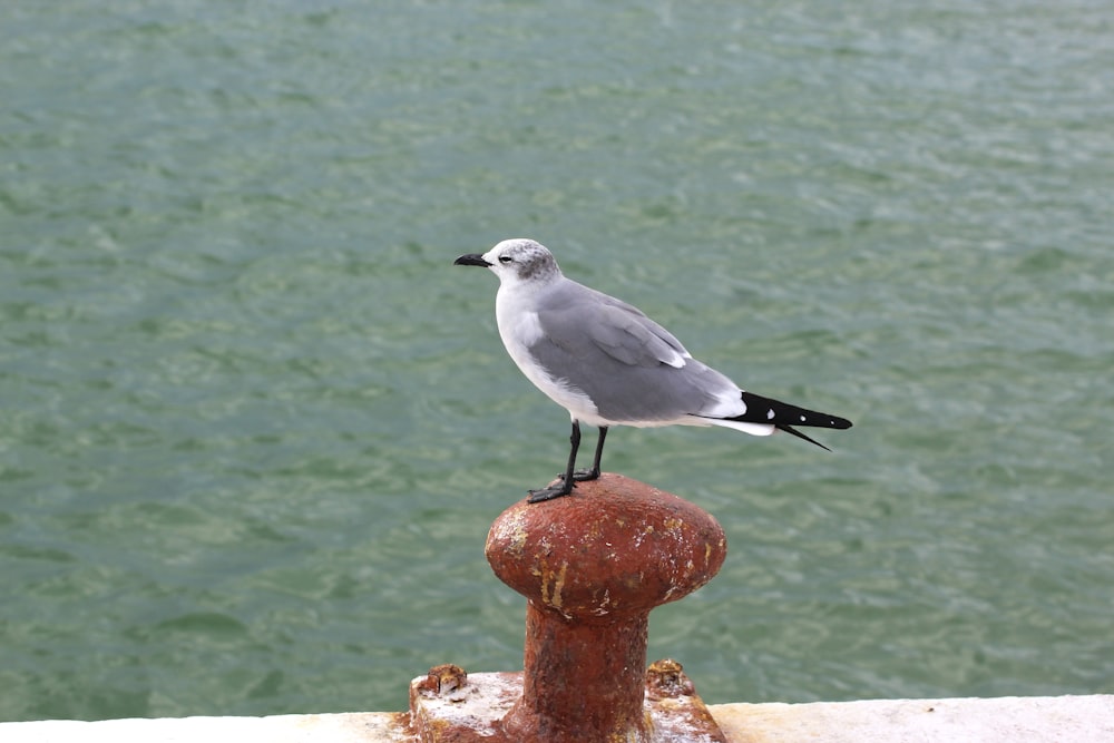 a seagull sitting on top of a rusted fire hydrant