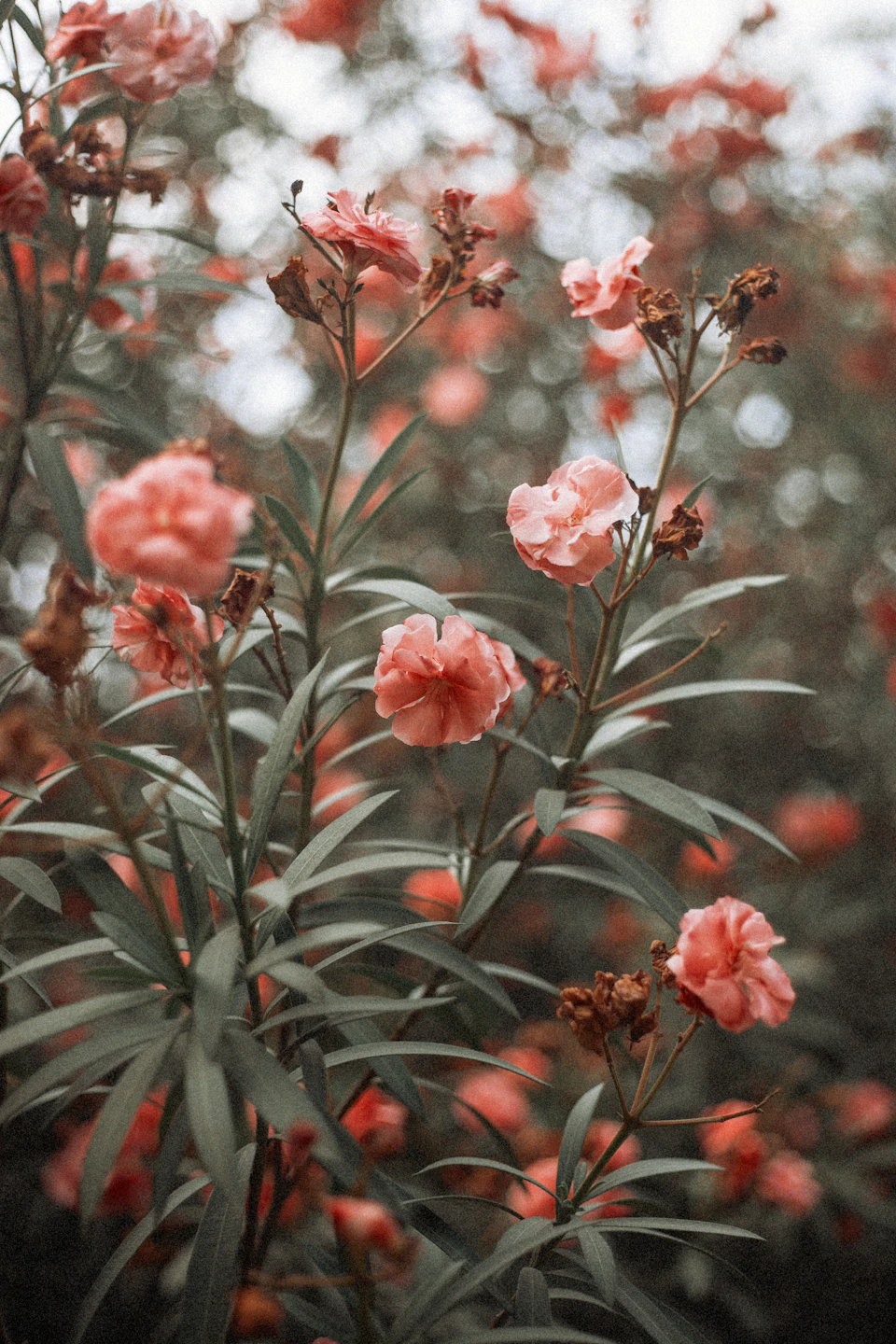Pink flowers with open petals in full bloom against green leafy foliage