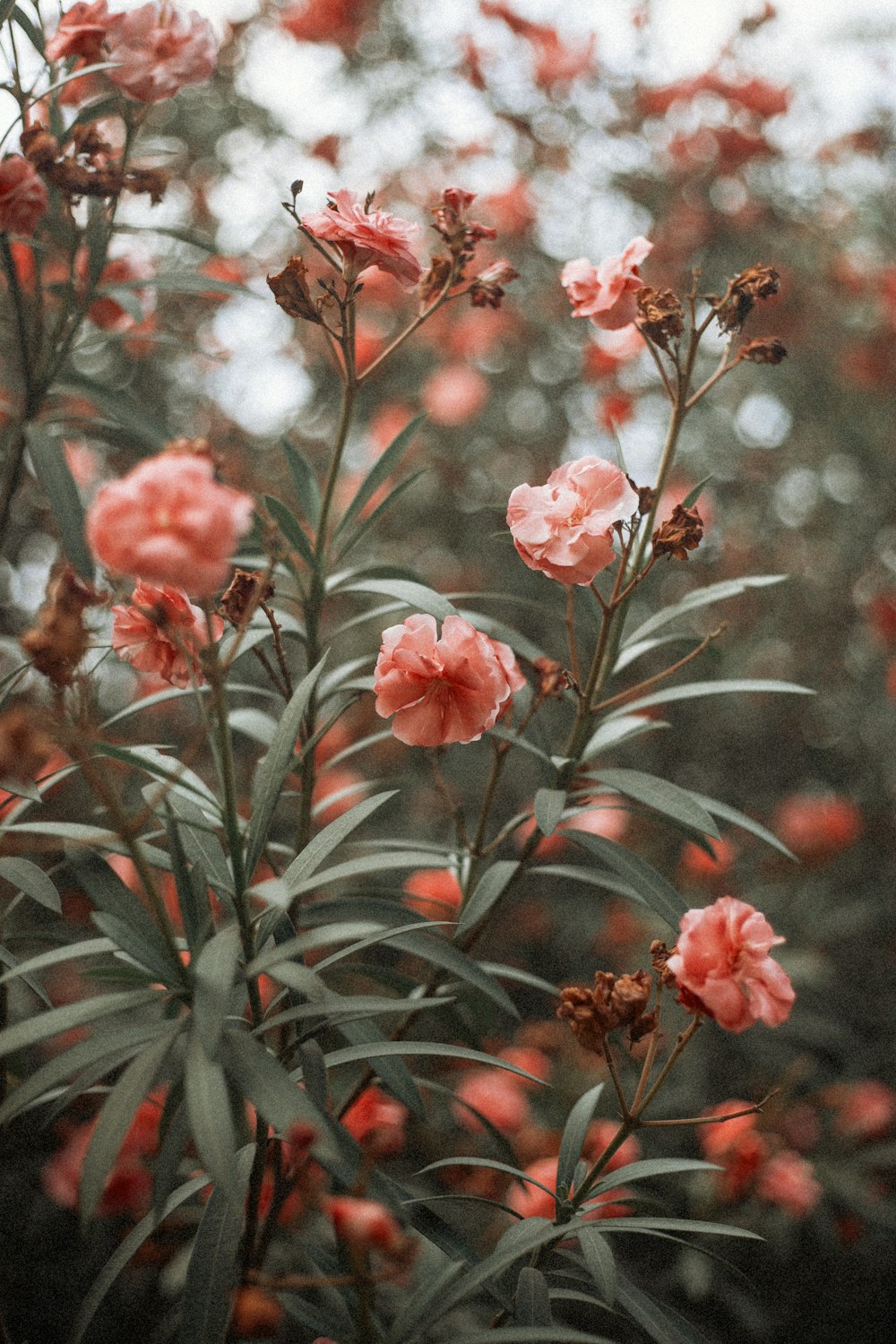 pink flowers are blooming in a garden