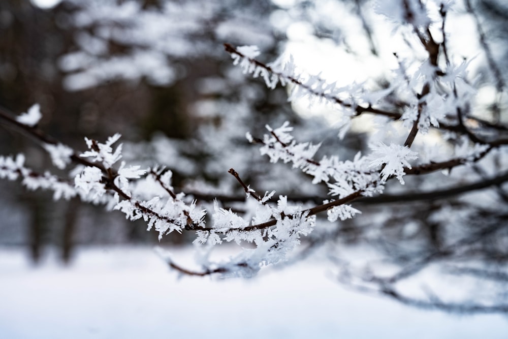 a close up of a tree branch with snow on it