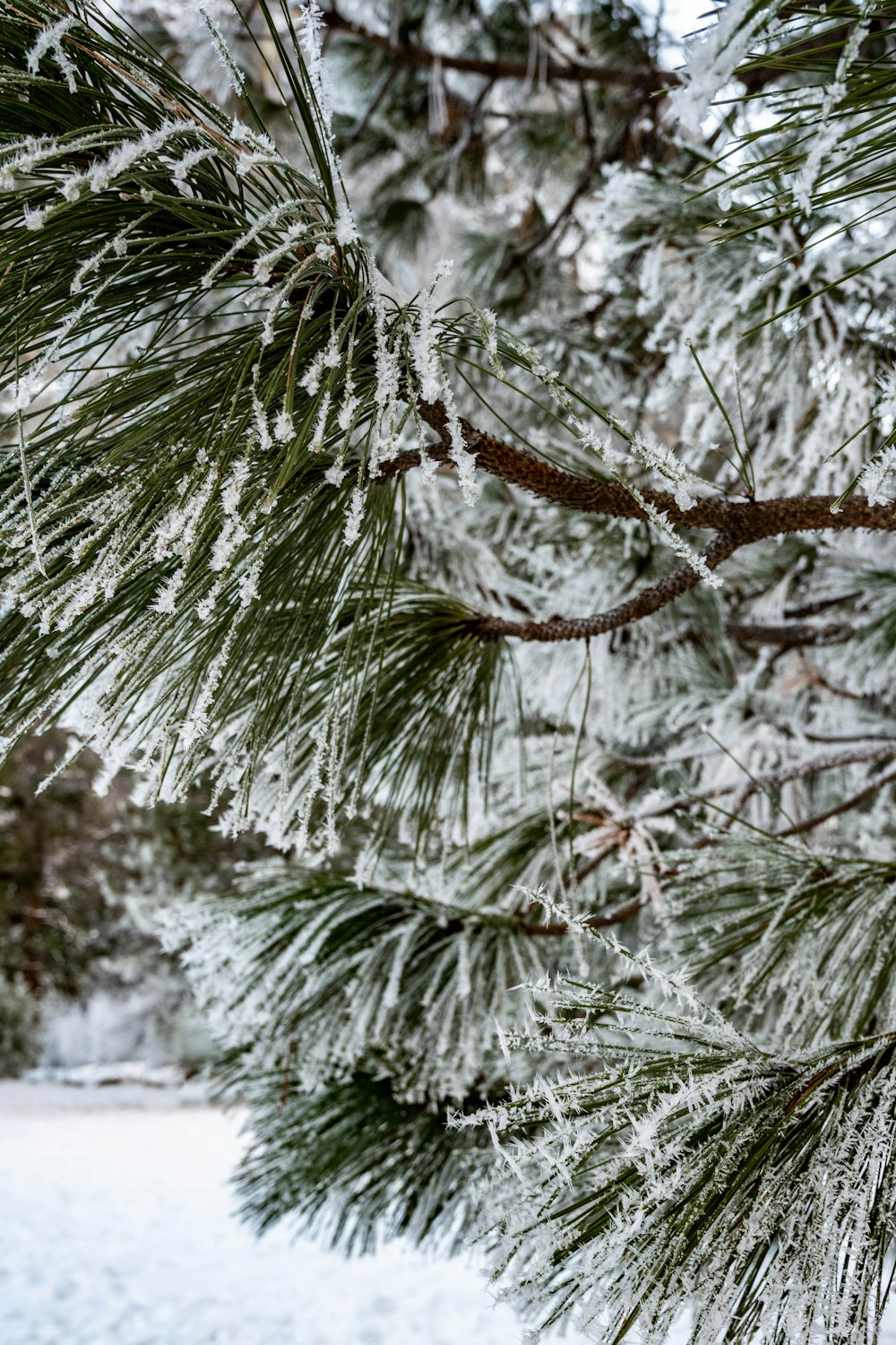 a close up of a pine tree with snow on it