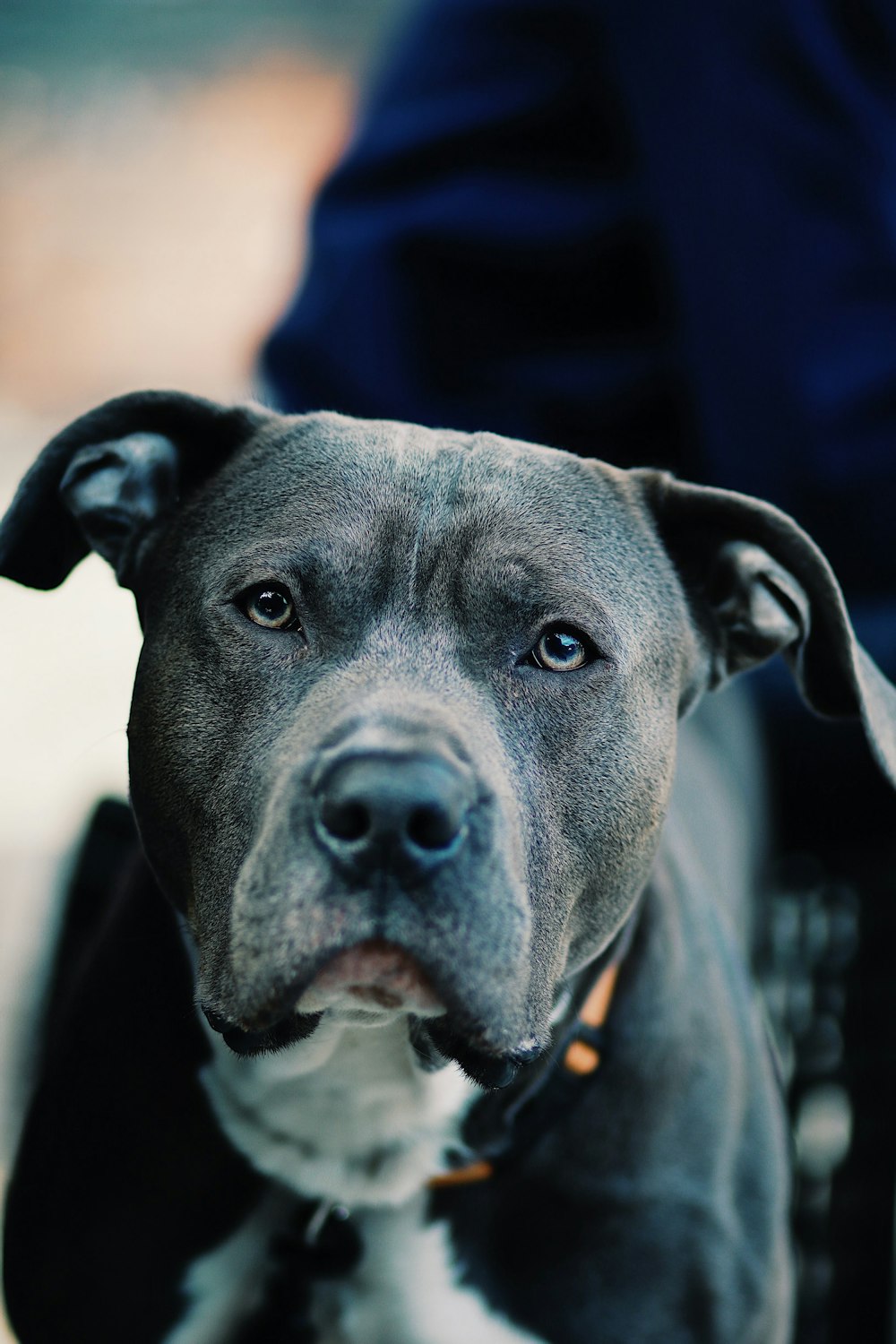 a close up of a dog on a leash