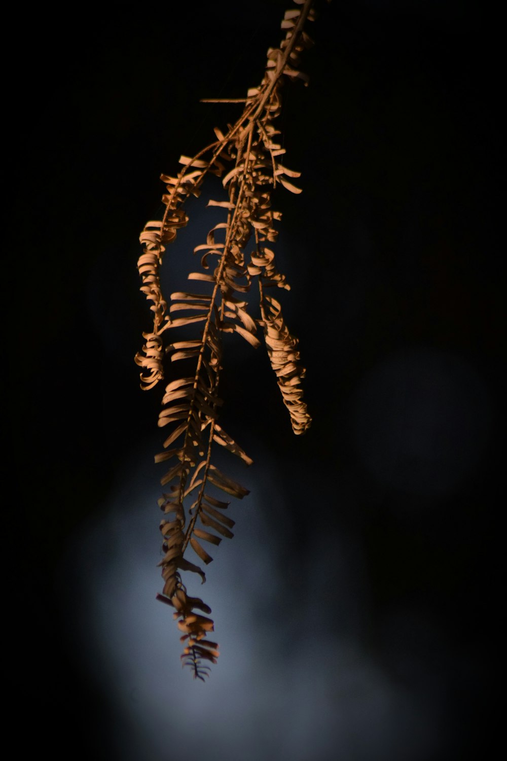 a close up of a plant on a dark background