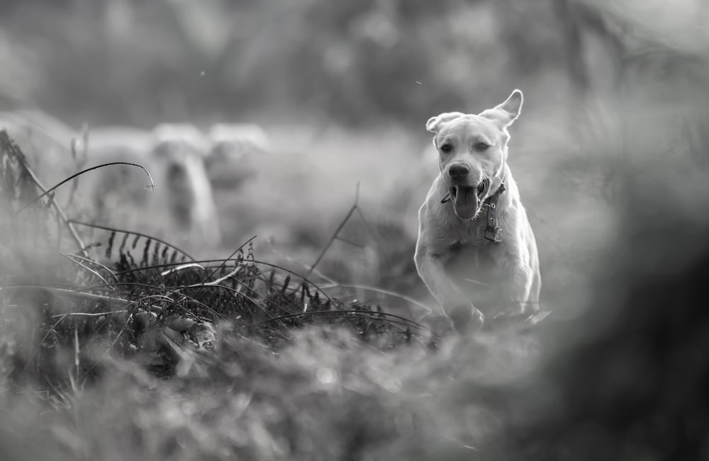 a dog standing in a field of tall grass