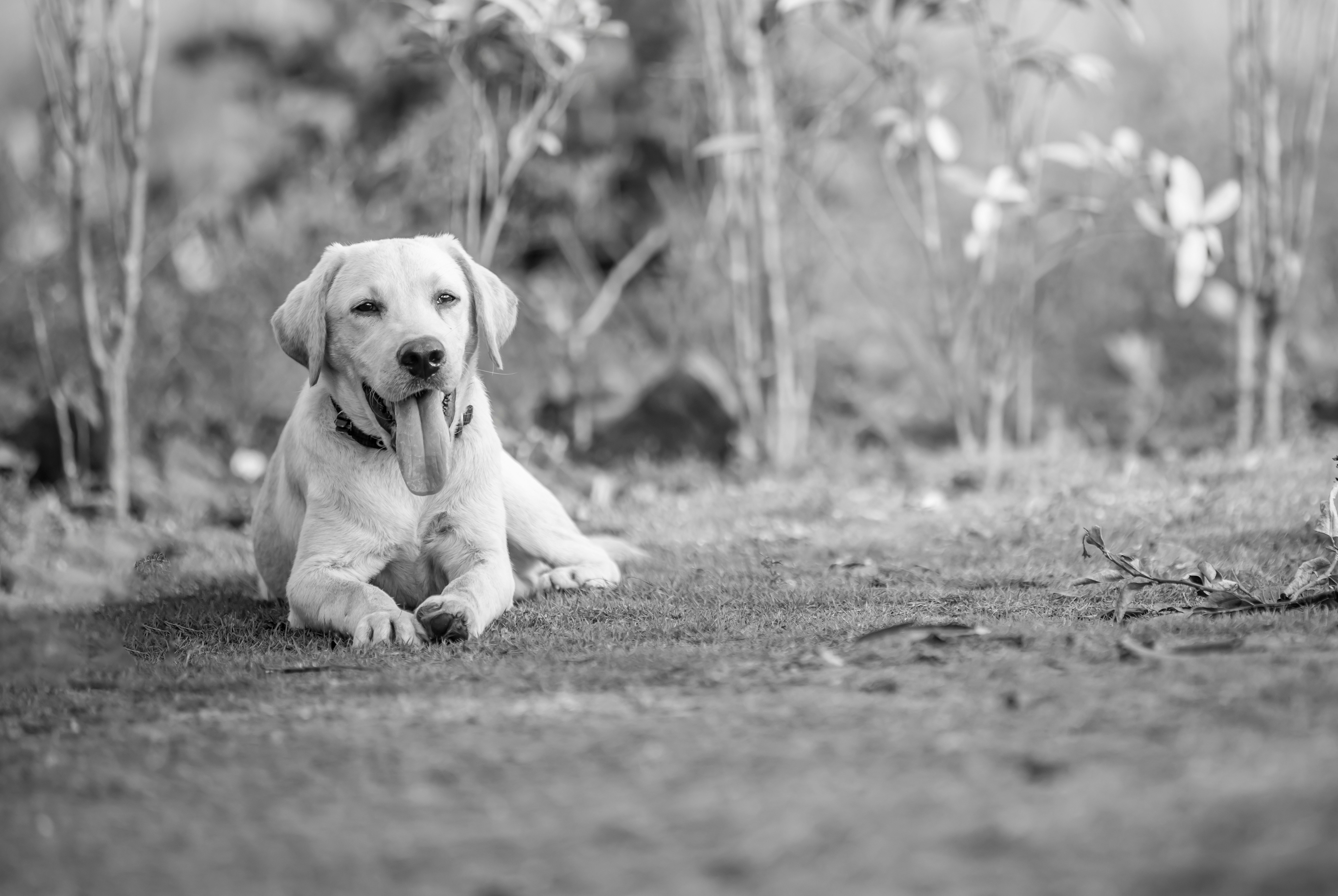 Photo by anil_sharma_india