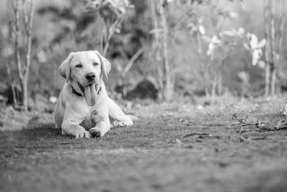 a black and white photo of a dog laying on the ground